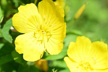 Bahçedeki güzel parlak çiçekler