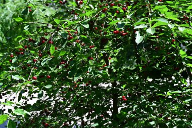 Ağaçtaki dallarda kırmızı kirazlar