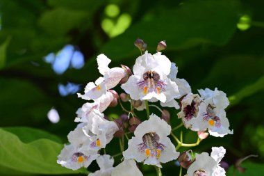 beyaz katalpa çiçekleri doğada