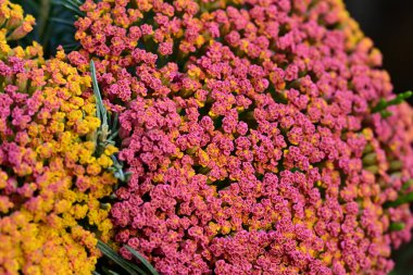 Güneşli yaz gününde bahçede yetişen güzel çiçekler.