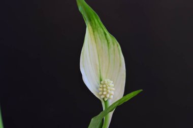 Siyah arkaplanda yeşil ve beyaz yapraklar