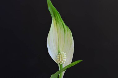 Siyah arkaplanda yeşil ve beyaz yapraklar