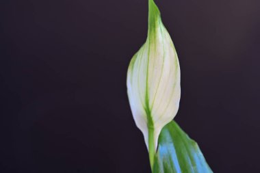 Siyah arkaplanda yeşil ve beyaz yapraklar