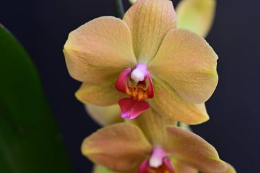 Güzel orkide çiçeğinin yakın görüntüsü 