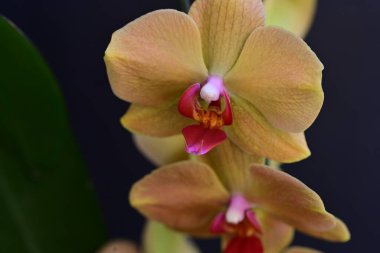 Güzel orkide çiçeğinin yakın görüntüsü 
