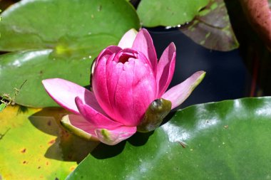 Gölette güzel nilüfer çiçeği 