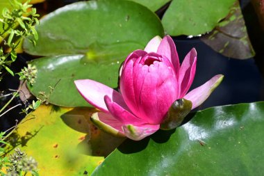 Gölette güzel nilüfer çiçeği 