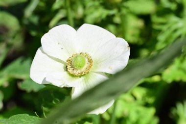 Bahçede büyüyen beyaz çiçekler