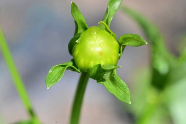Bahar bahçesinde büyüyen güzel çiçek tomurcuğu 