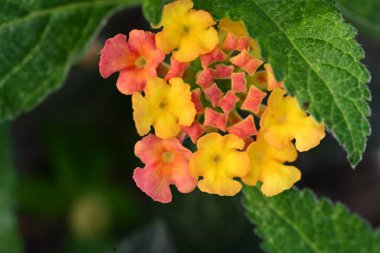 Bahçedeki güzel parlak çiçekler