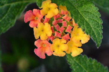 Bahçedeki güzel parlak çiçekler