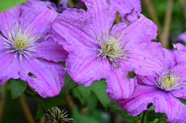 Bahçede yetişen pembe çiçeklere yakın.