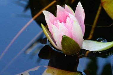 Gölette güzel nilüfer çiçeği 