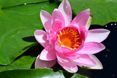 Gölette güzel nilüfer çiçeği 