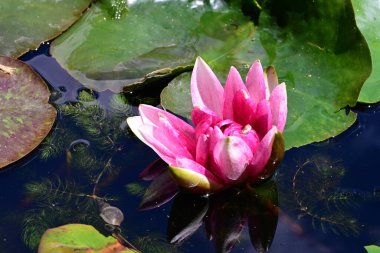 Gölette güzel nilüfer çiçeği 