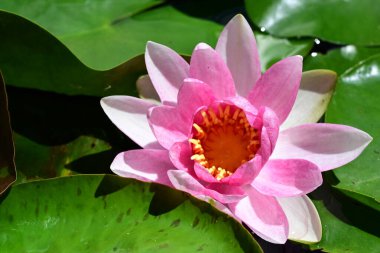 Gölette güzel nilüfer çiçeği 