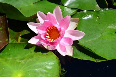 Gölette güzel nilüfer çiçeği 