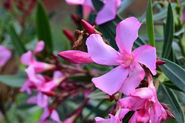 Bahçede yetişen pembe çiçeklere yakın.