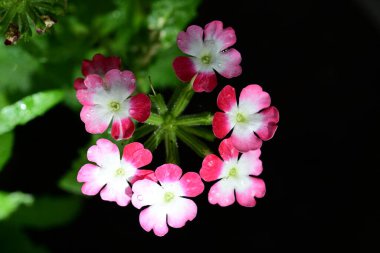 Güneşli yaz gününde bahçede yetişen güzel çiçekler.