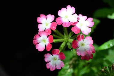 Bahçede büyüyen güzel çiçeklerin yakın çekim görüntüsü                         