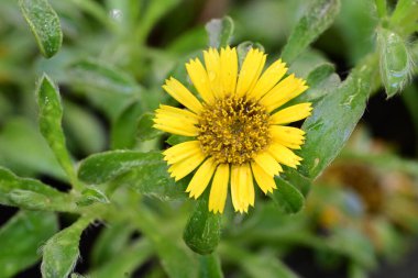 Bahçedeki güzel portakal çiçekleri