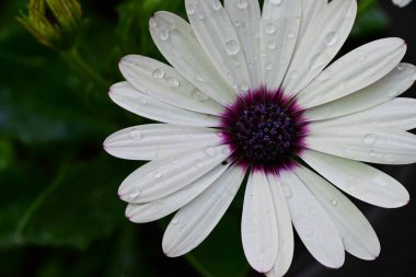 Bahçedeki güzel beyaz çiçekler