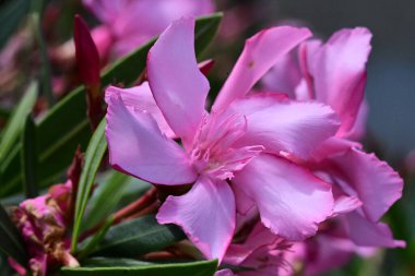 Bahçede yetişen pembe çiçeklere yakın.