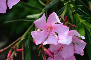 Bahçede yetişen pembe çiçeklere yakın.