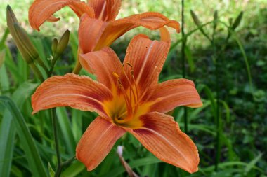 Bahçedeki güzel portakal çiçekleri