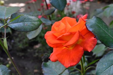 Bahçedeki güzel kırmızı gül 