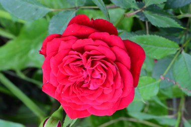 Bahçedeki güzel kırmızı gül 