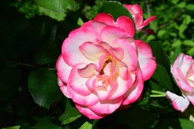 Bahçede güzel pembe bir gül  