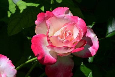 Bahçede güzel pembe bir gül  