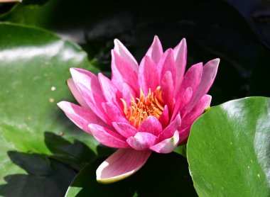 Nilüferler gölette 