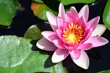 Nilüferler gölette 