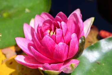 Nilüferler gölette 