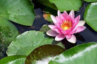 Nilüferler gölette 