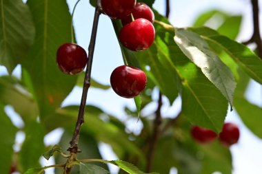 Ağaçtaki dallarda kırmızı kirazlar