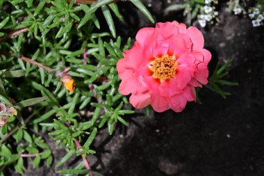 Bahçede yetişen pembe çiçeklere yakın.