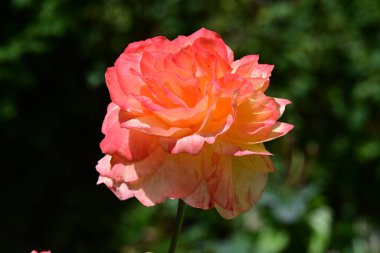 Bahar bahçesinde yetişen güzel bir gül çiçeği 