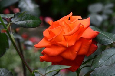 Bahar bahçesinde yetişen güzel bir gül çiçeği 
