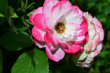 Bahçede güzel pembe bir gül  