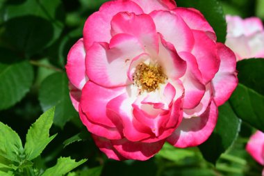 Bahçede güzel pembe bir gül  