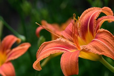 Turuncu zambak yaz bahçesinde 