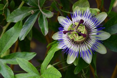Güzel Passiflora çiçeğini kapat