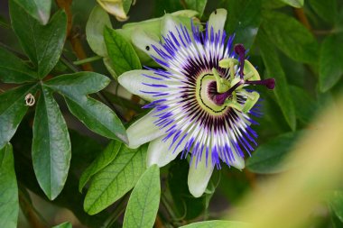 Güzel Passiflora çiçeğini kapat