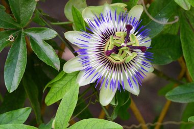 Güzel Passiflora çiçeğini kapat