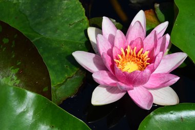 Bahçedeki güzel nilüfer çiçeği 