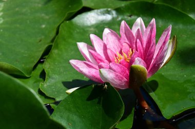 Bahçedeki güzel nilüfer çiçeği 