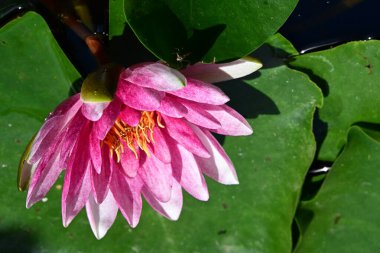 Bahçedeki güzel nilüfer çiçeği 